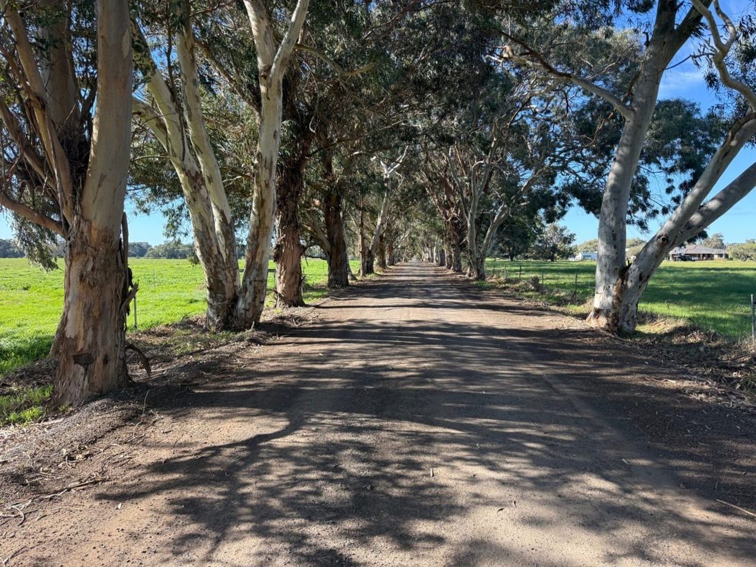 The tree-lined drive into the farm